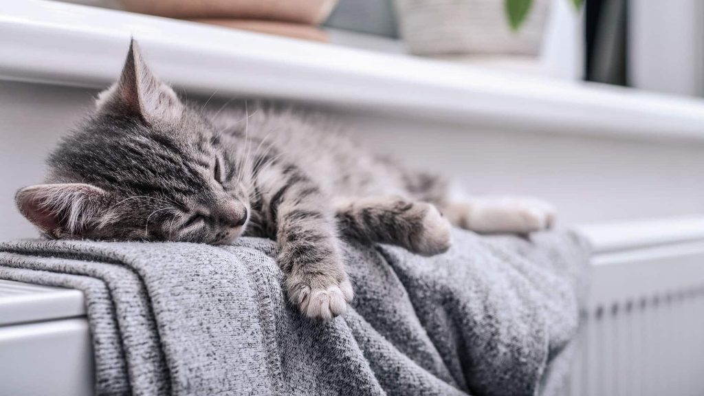 Chat sur un radiateur